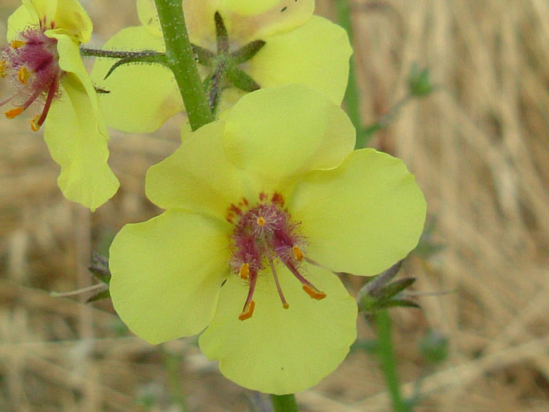 Tra gli incoltivi - Verbascum blattaria