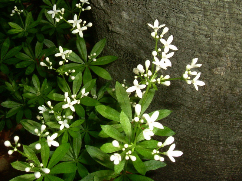 Galium odoratum (= Asperula odorata) / Stellina odorosa