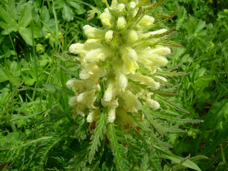 Pedicularis foliosa / Pedicolare fronzuta