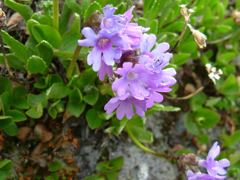 Primula glutinosa / Primula vischiosa