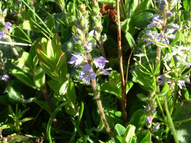 Veronica officinalis / Veronica officinale