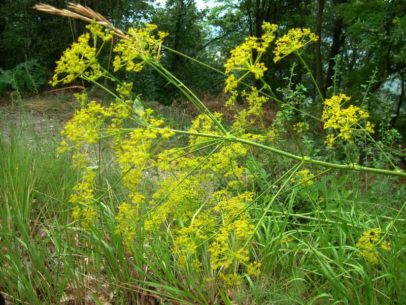 Ferulago campestris / Ferula finocchiazzo