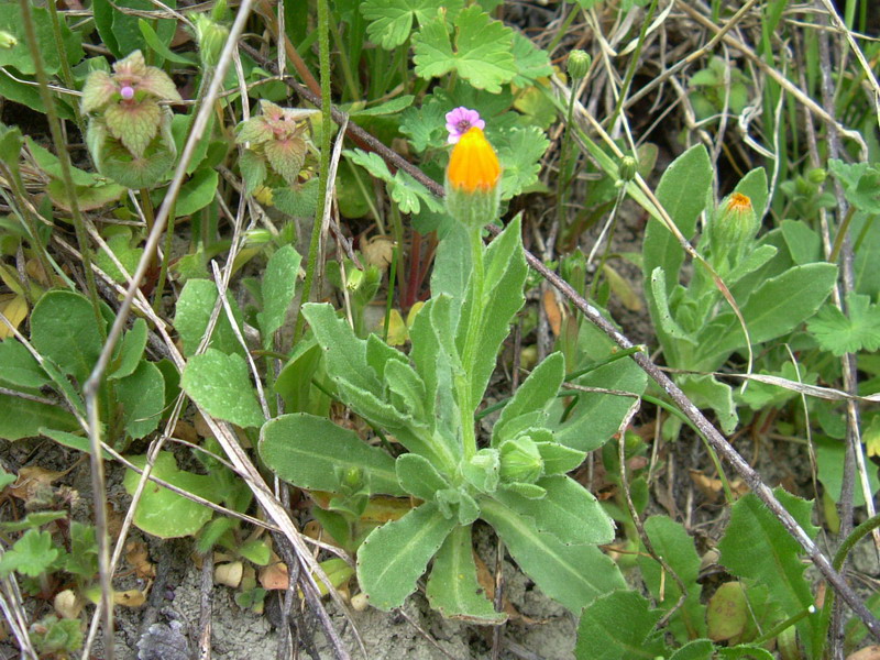 Clendula arvensis