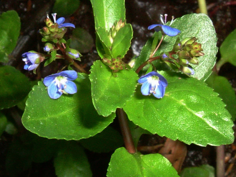 Scrophulariacea 1 - Veronica becabunga