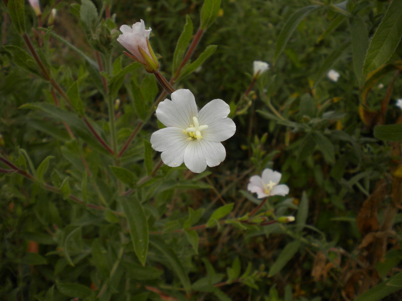 Onagracea - Epilobium hirsutum