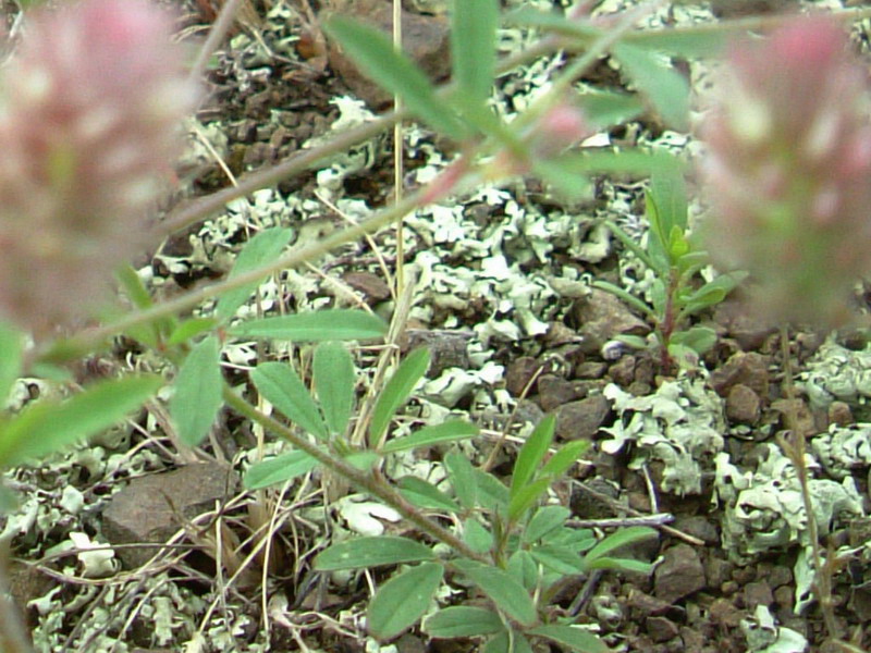 Colline di Canossa - Trifolium arvense