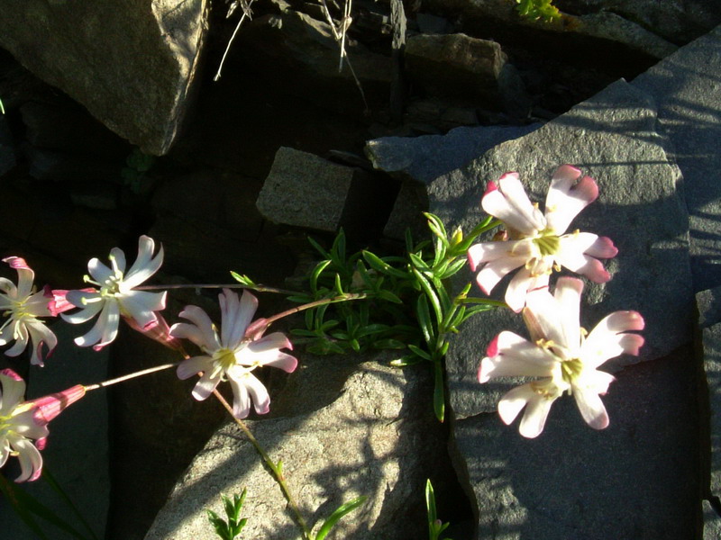 Silene saxifraga / Silene sassifraga