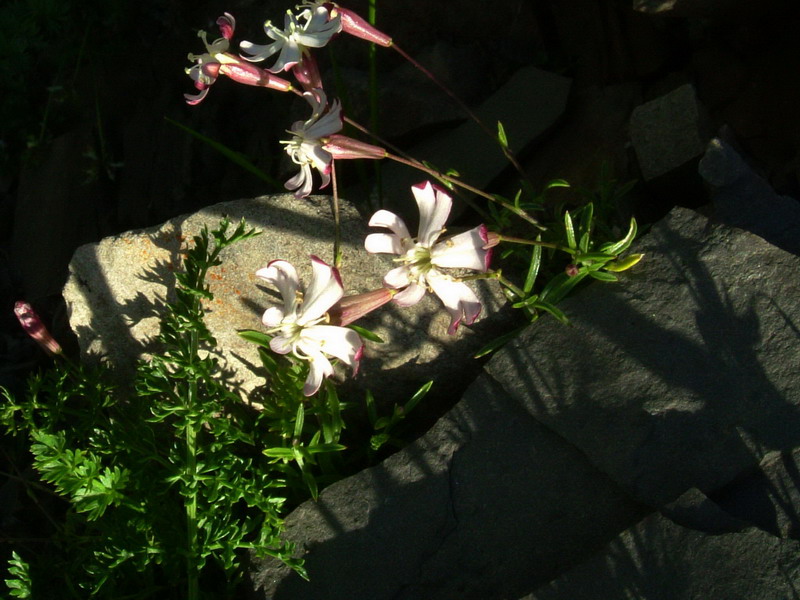 Silene saxifraga / Silene sassifraga