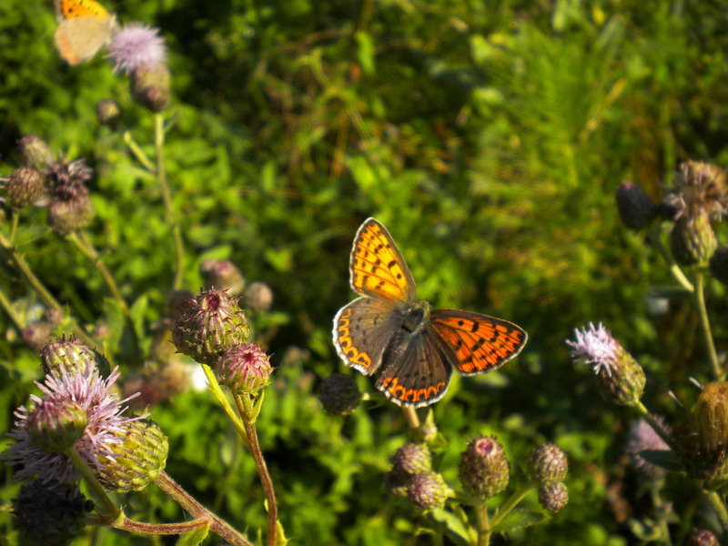 Farfalla2 - Lycaena tityrus