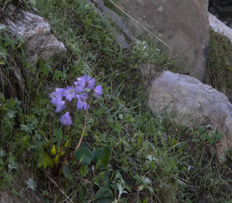 Soldanella alpina in Appennino