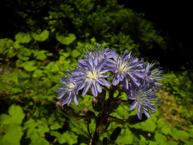 Cicerbita alpina / Lattuga alpina