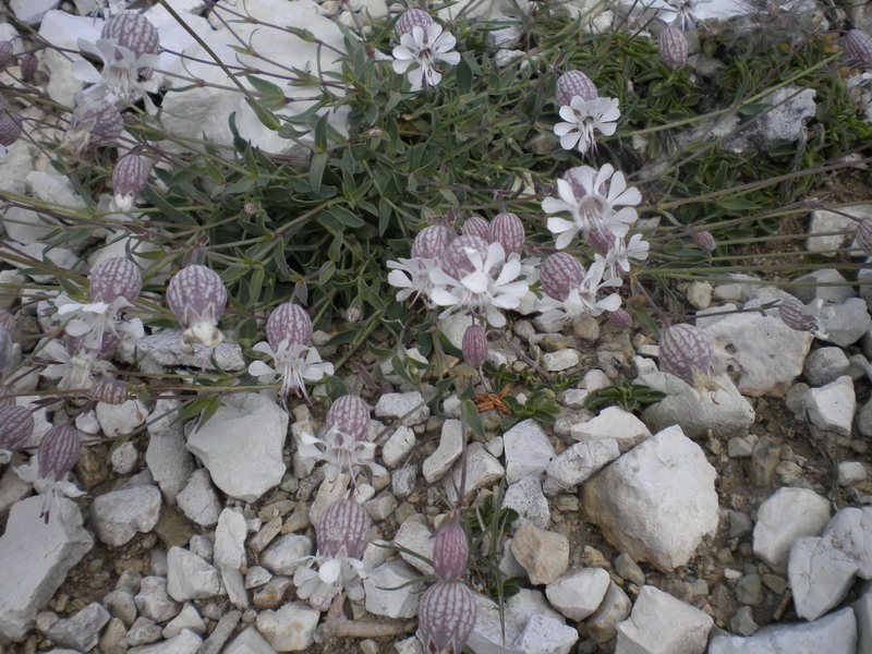 Silene vulgaris del Lagorai