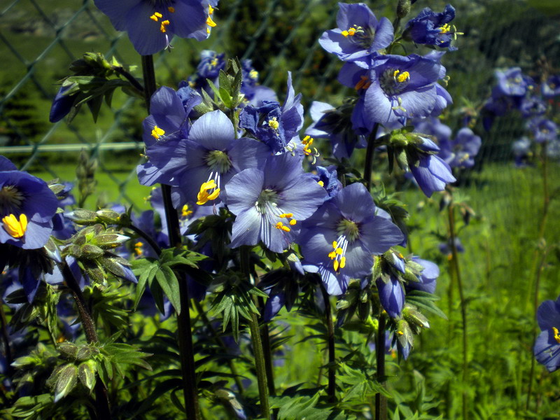 Polemonium caeruleum / Polemonio ceruleo