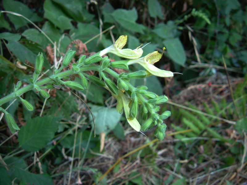 Salvia glutinosa / Salvia vischiosa
