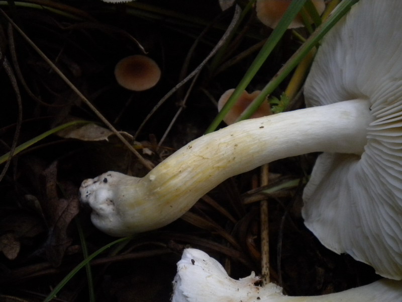 Fungo 1