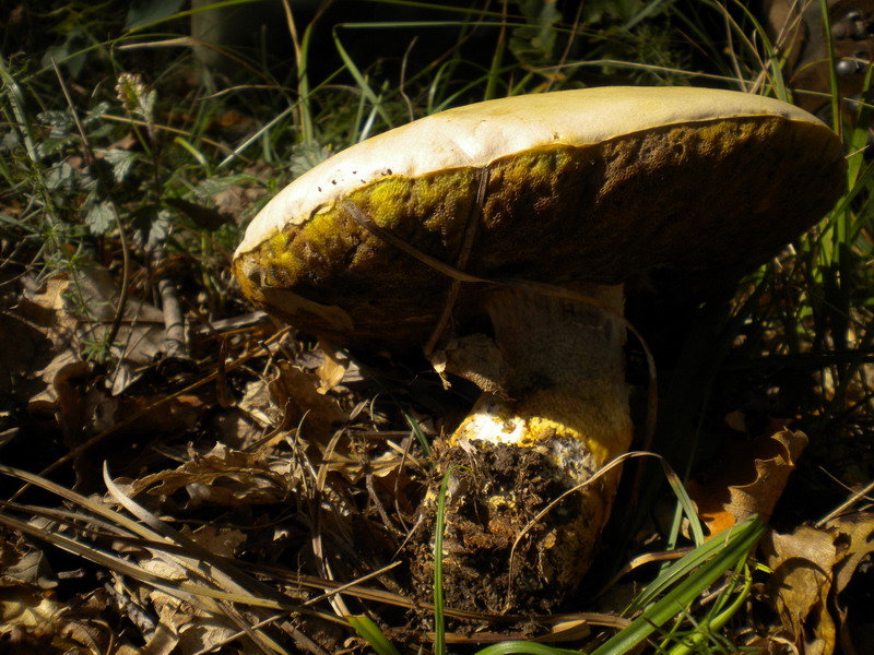 Quale Boletus ??