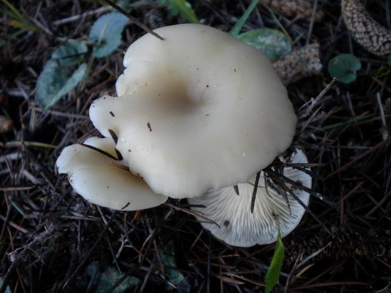 Clitocybe chiara