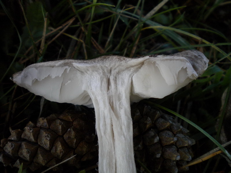 Tricholoma 1