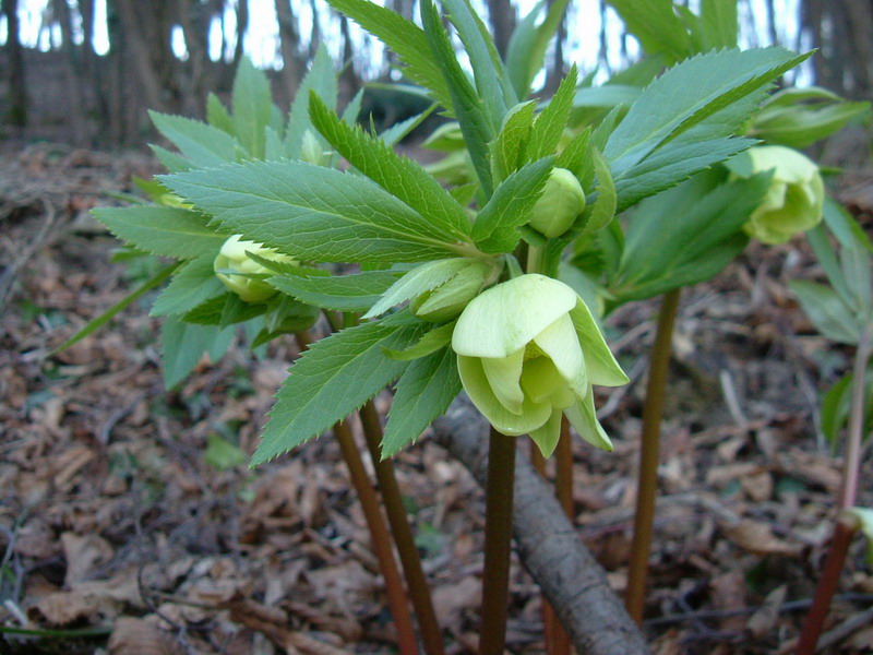 Helleborus viridis ed Helleborus foetidus
