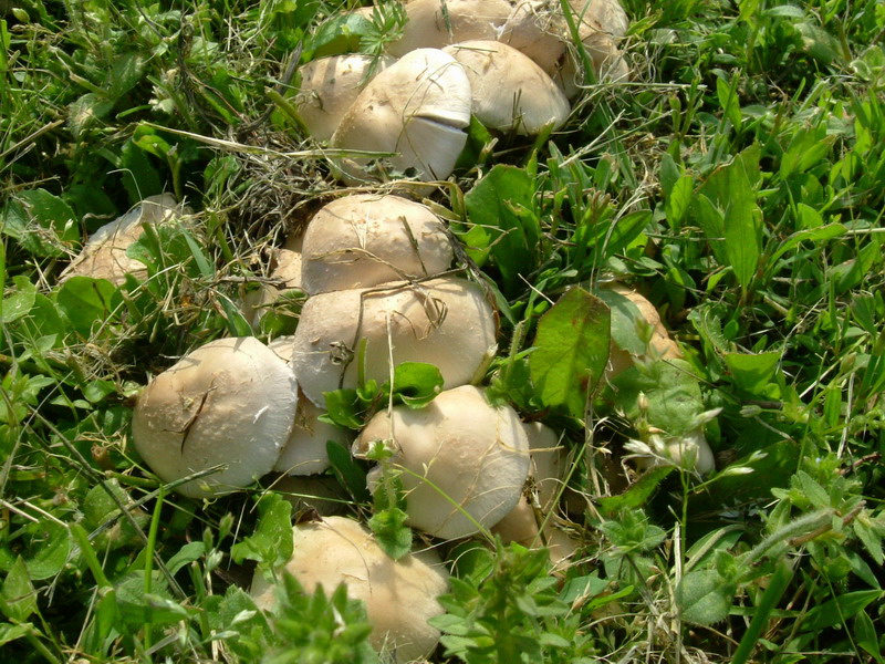 Da determinare (cfr. Psathyrella candolleana)