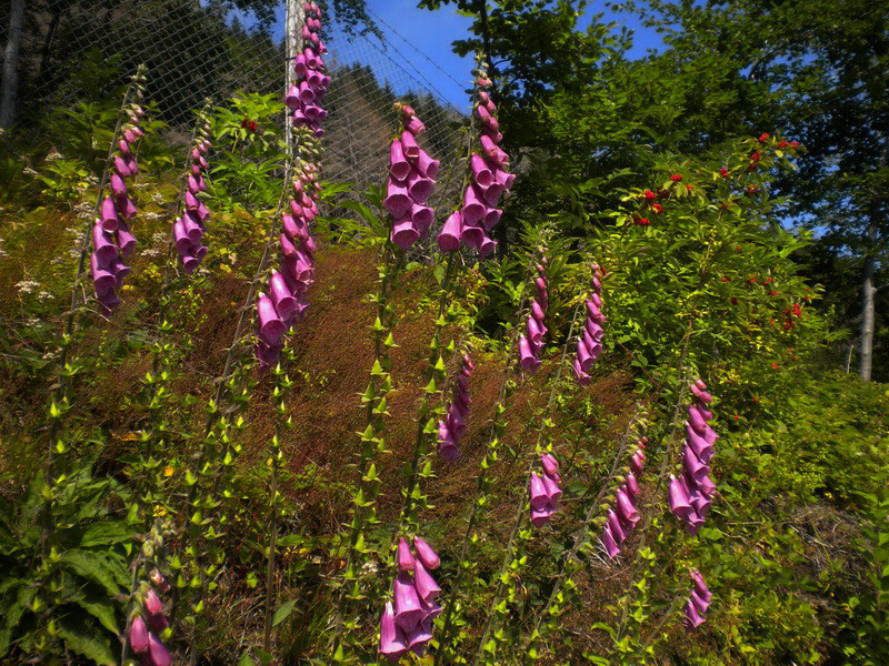 Digitalis purpurea rinselvatichita.