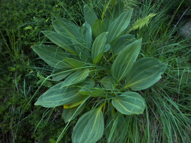 Gentiana lutea, foglie basali