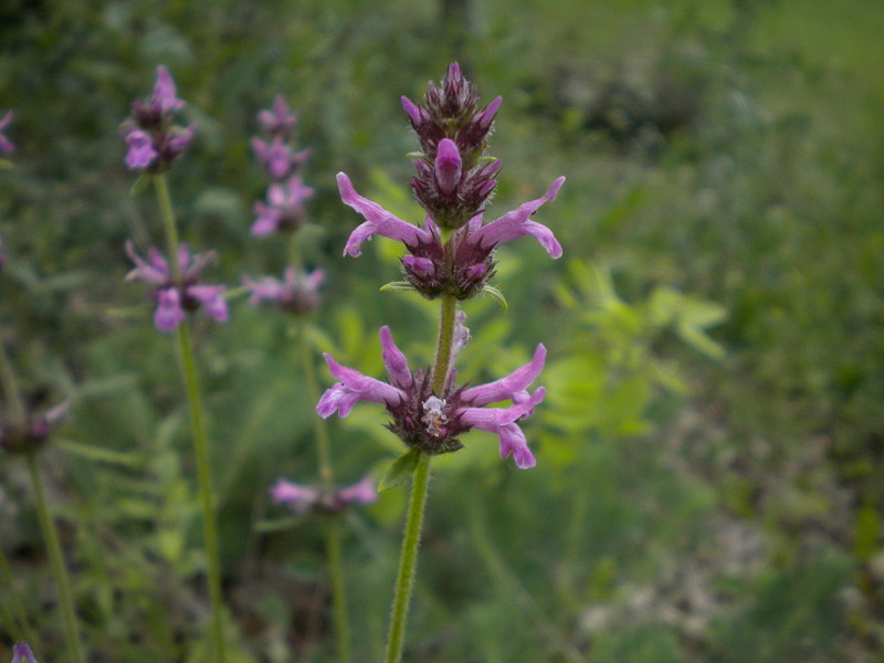 Stachys cfr.officinalis