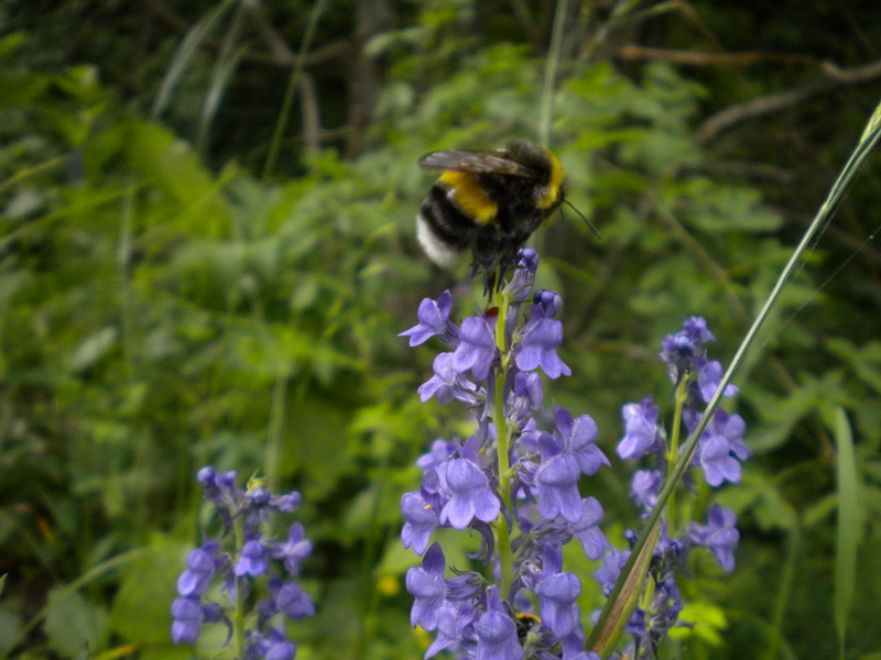 Bombus sp.