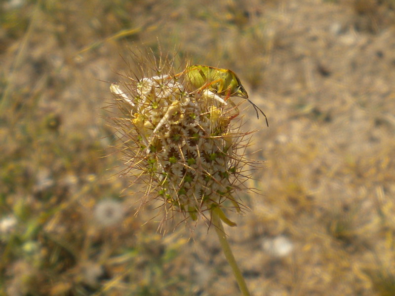 Pentatomidae problematico: Codophila varia dell''Emilia