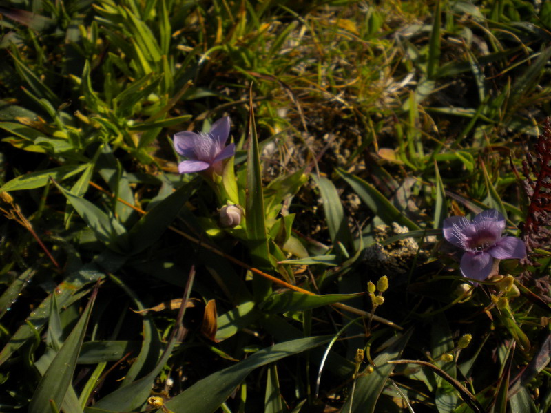 Gentianella campestris
