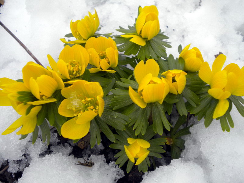 Pi di gallo - Eranthis hyemalis