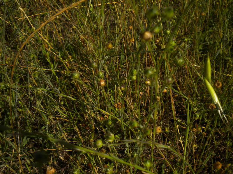 Linum bienne