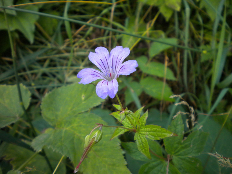Geranium nodosum / Geranio nodoso