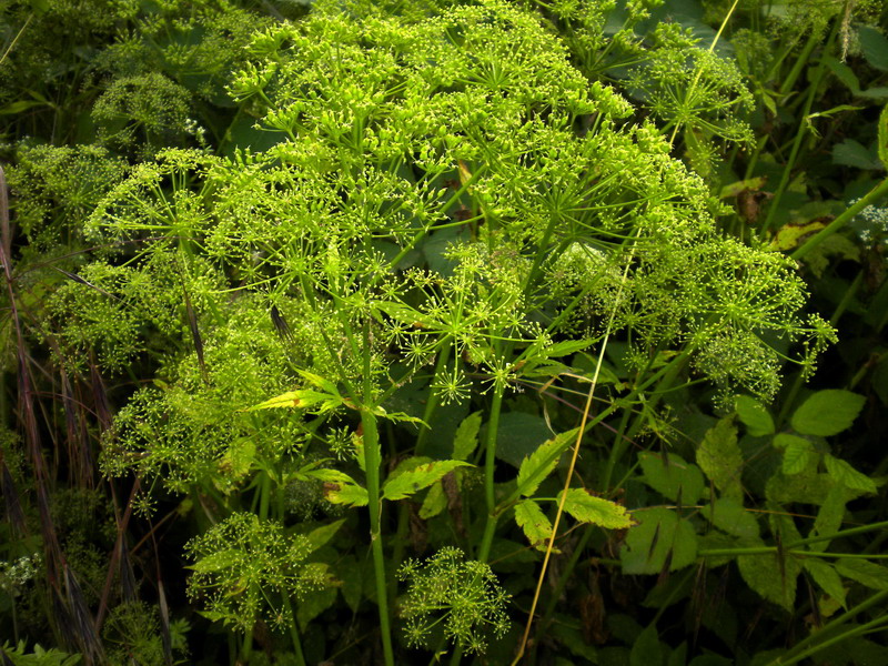 Da determi....Apiacea