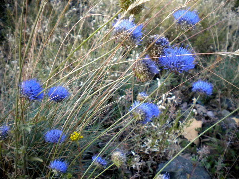 Jasione montana L. su rocce ofiolitiche
