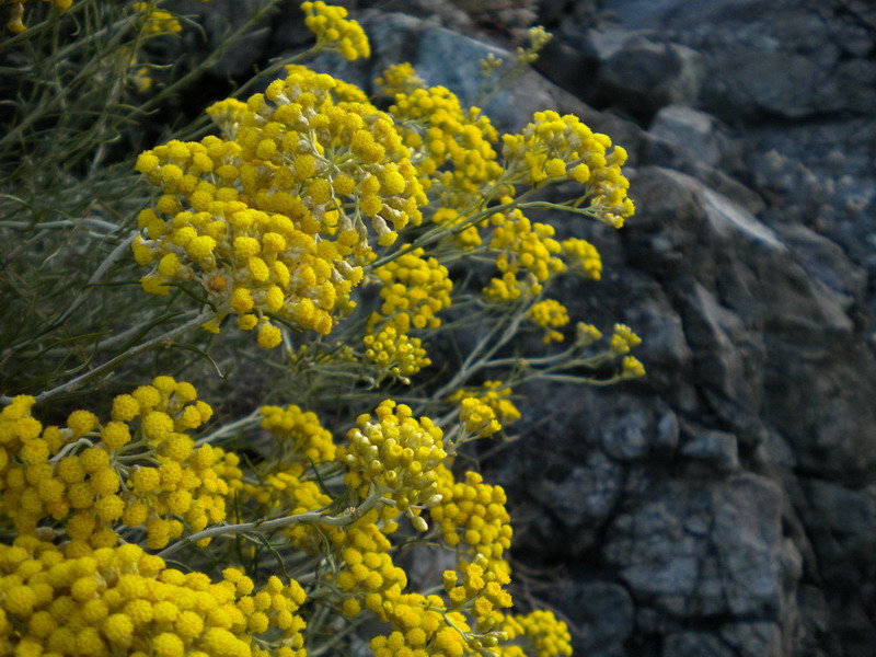 Rocce ofiolitiche 8 - Helicrhrysum sp.