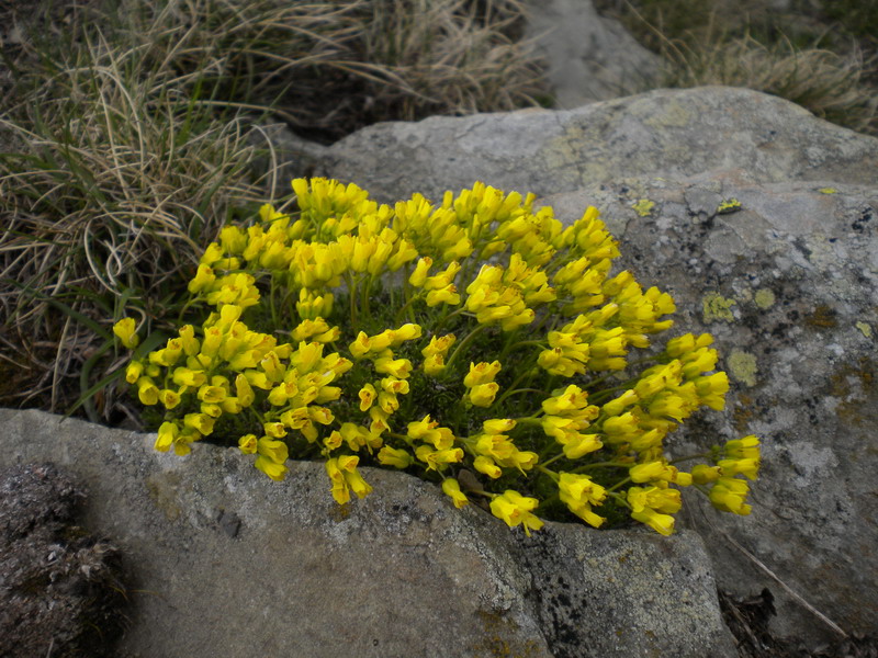 Draba aizoides