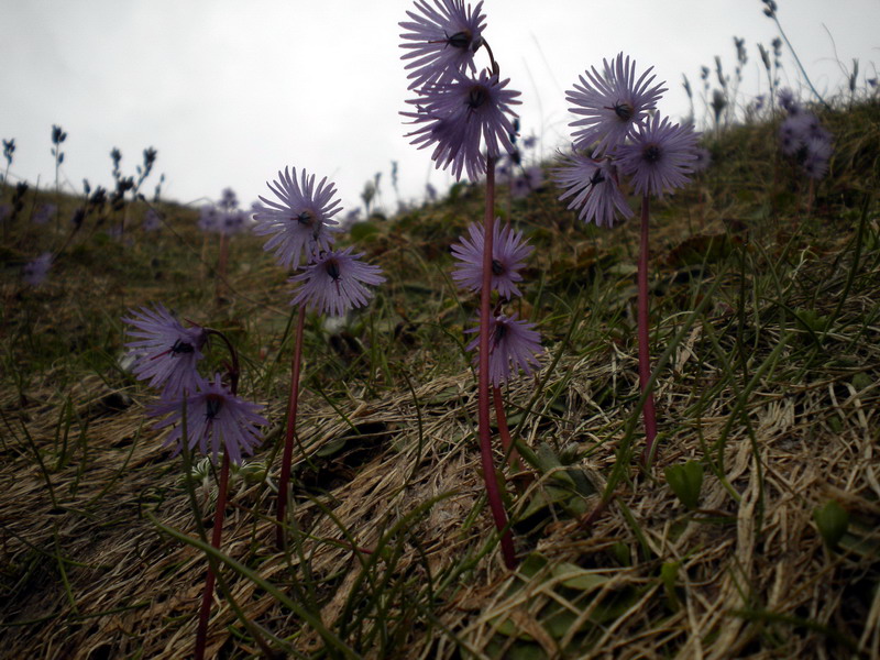 Soldanella alpina