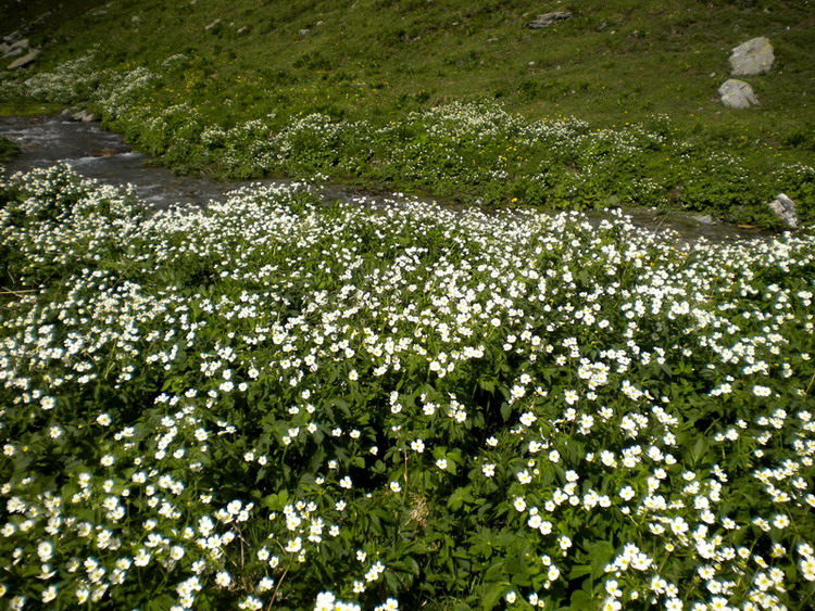 Ranunculus cfr. aconitifolius