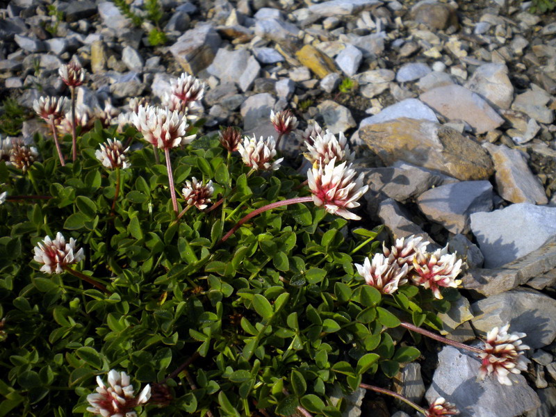 Alto appennino 1 - Trifolium thalii Vill.