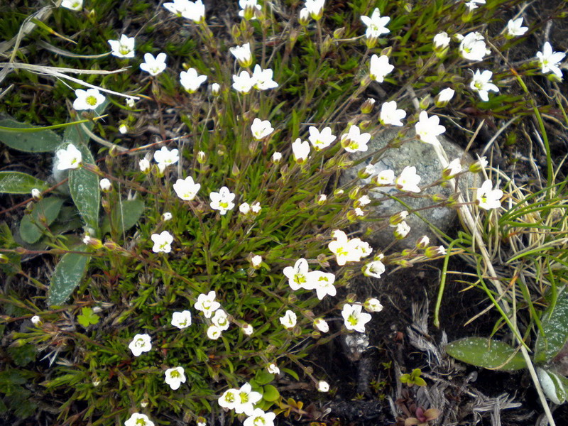 Alto appennino 4 - Minuartia sp.