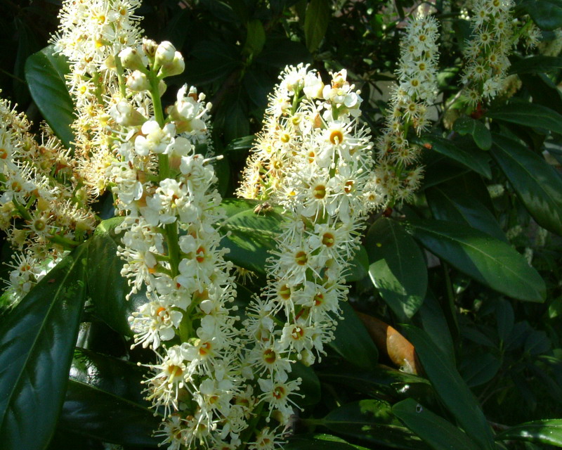Prunus laucerasus / Lauroceraso