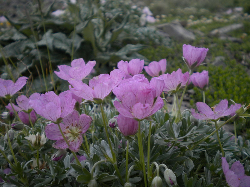 Geranium argenteum / Geranio argentino