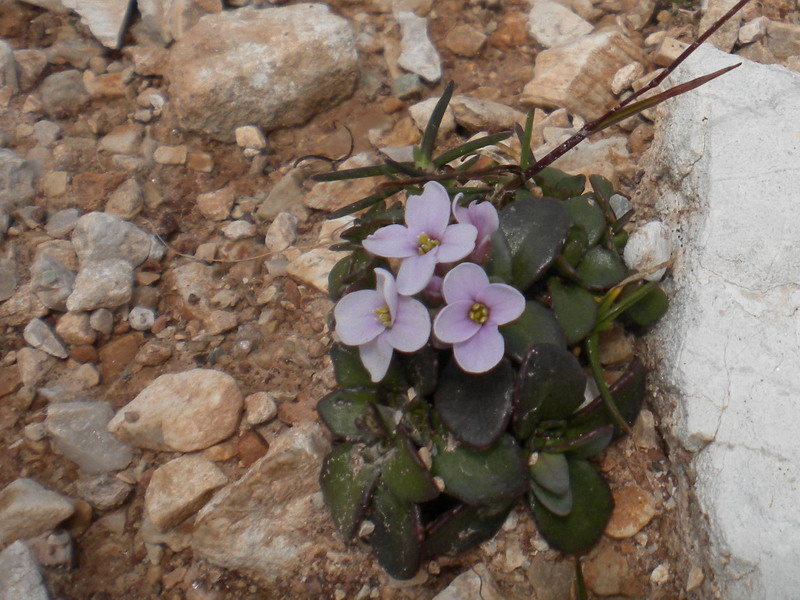 Noccaea rotundifolia (=Thlaspi rotundifolium) / Tlaspi a foglie rotonde