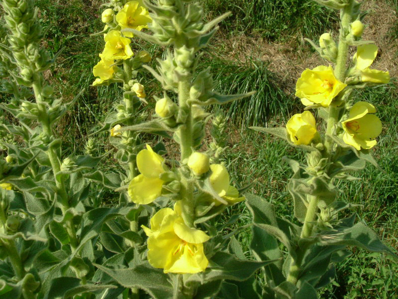 Tra gli incoltivi 5 - Verbascum thapsus ?