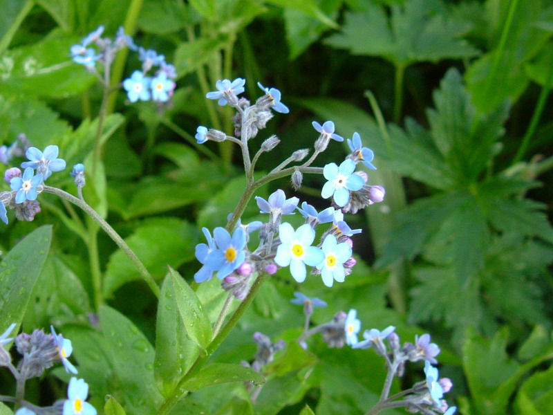 Forse Myosotis? - Myosotis sylvatica