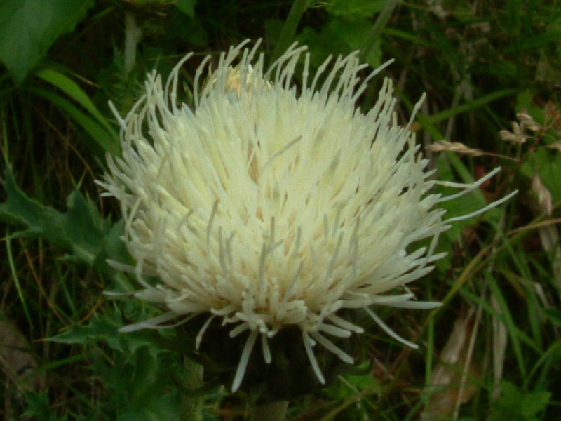 Parco del Gigante 5