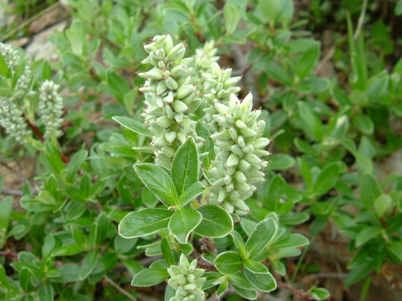 Val Zebrù 4 - Salix sp.