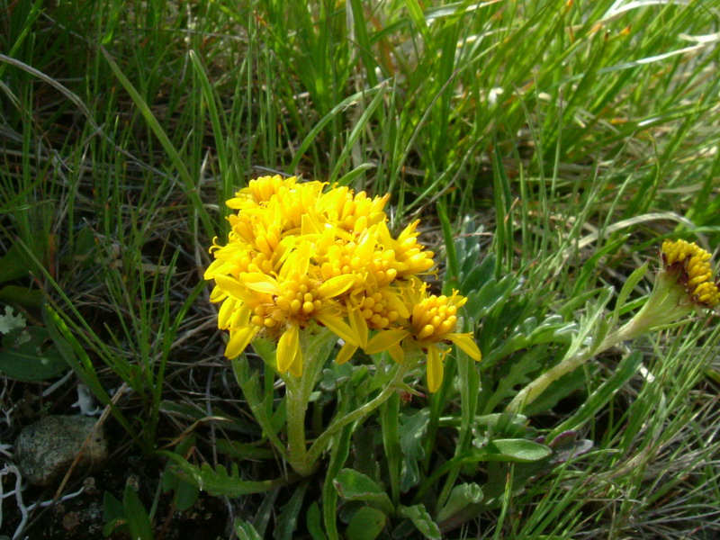Jacobaea carniolica  / Senecione della Carniola