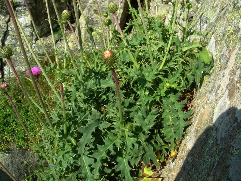 Carduus defloratus / Cardo dentellato